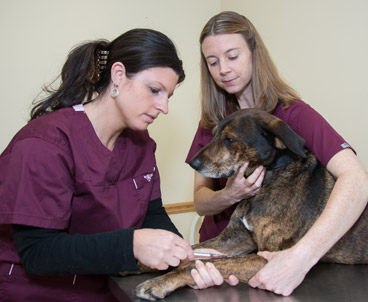 Vaccinations for Pets